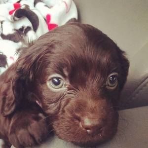 Meet your Posher, Joyce